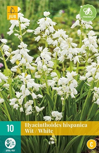 Hyacinthoides hispanica wit