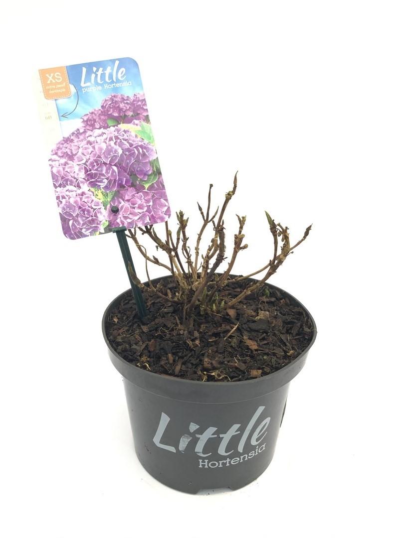 Hydrangea macrophylla Little Purple