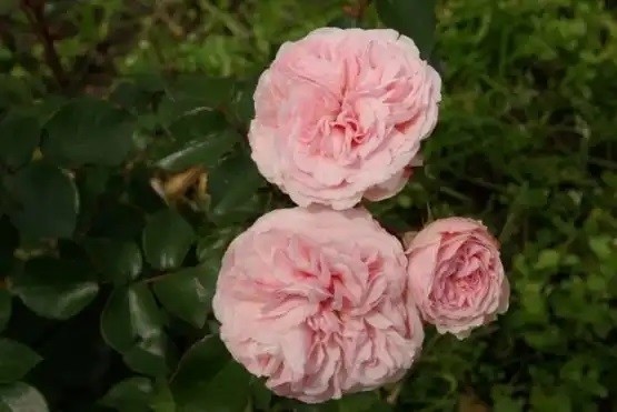 Rosa 'Mariatheresia'