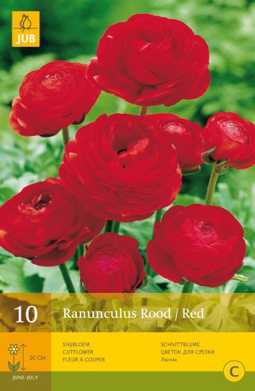 Ranunculus Rood