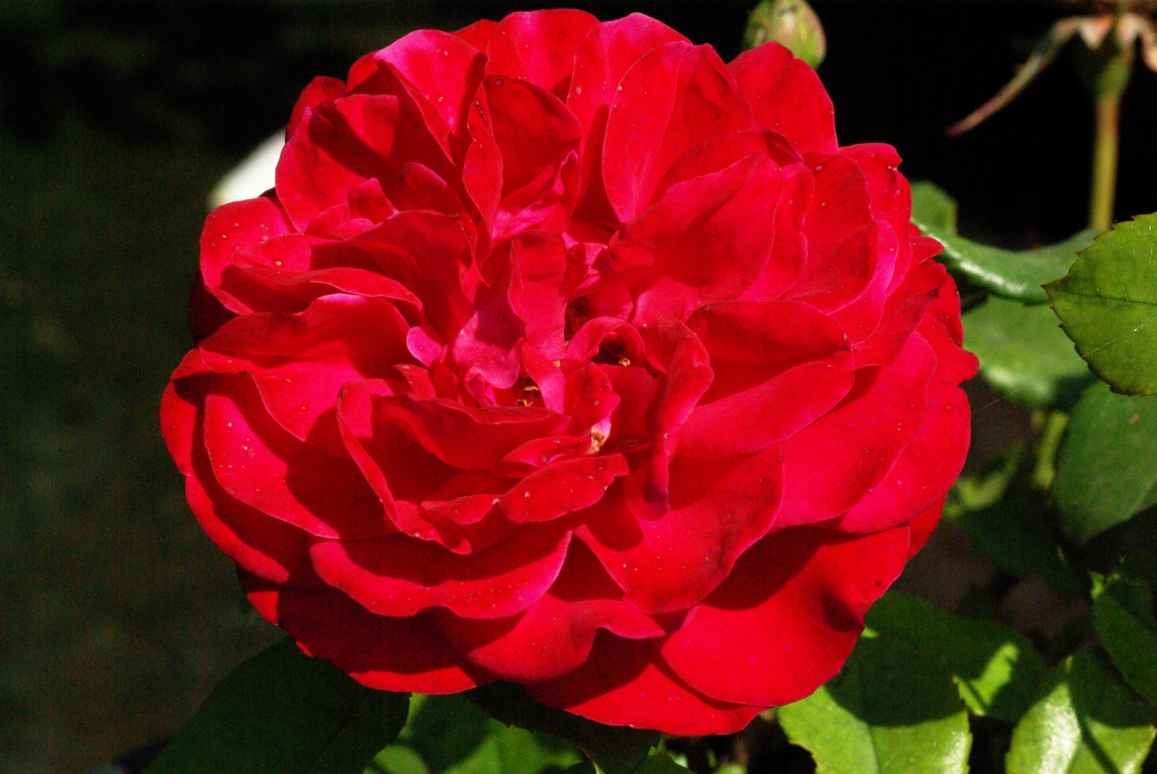 Rosa 'Red Meilove'