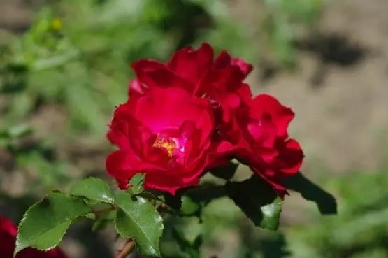 Rosa 'Rotilia'