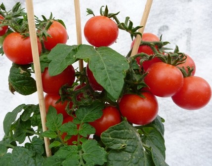 Tomatenplant 'Tiny Tim'