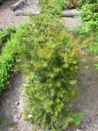 Taxus Baccata (Venijnboom)