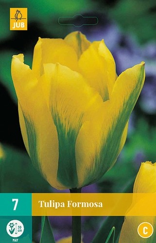Tulipa 'Formosa'