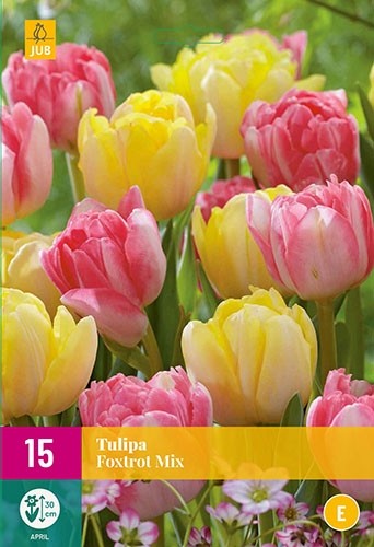 Tulipa 'Foxtrot' mix