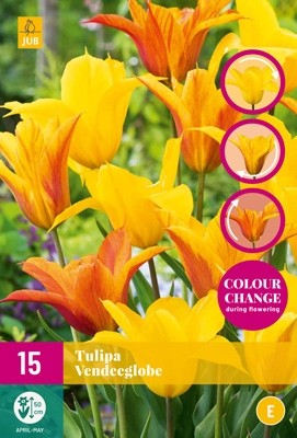 Tulipa 'Vendeeglobe'
