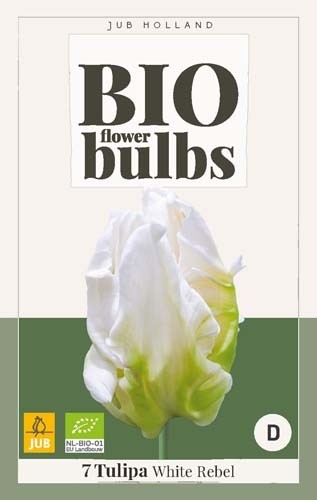 Tulipa 'White Rebel' biologisch