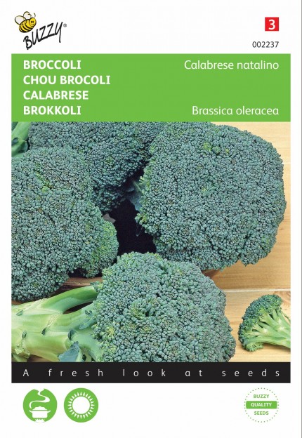 Broccoli 'Calabrese Natalino'