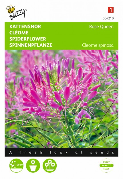 Cleome spinosa 'Rosa Queen'