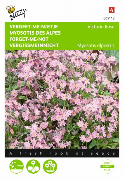 Myosotis alpenstris 'Victoria Rose'