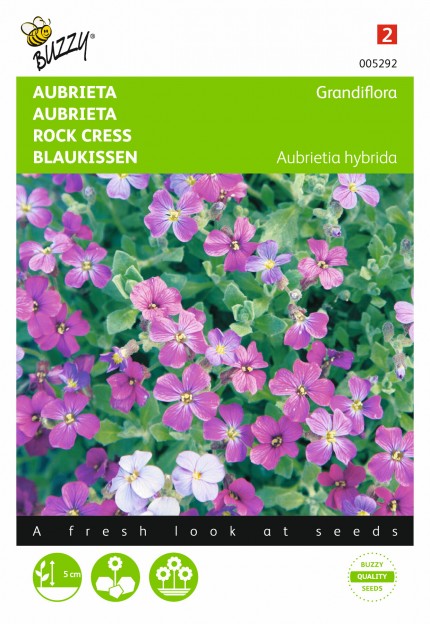 Aubrietia hybrida gemengde kleuren
