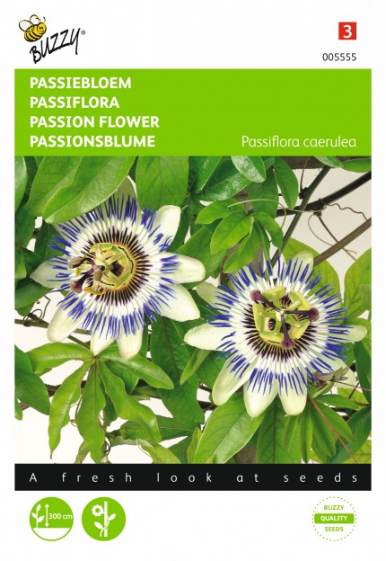 Passiflora Coerulea