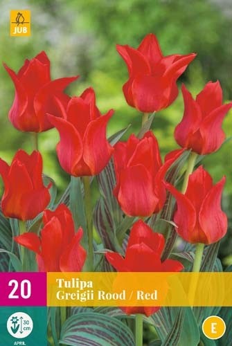 Tulipa greigii rood
