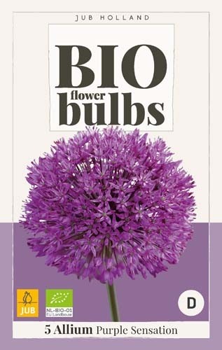 Allium 'Purple Sensation' biologisch