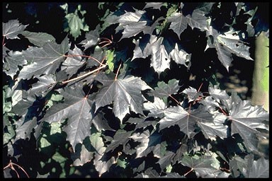 Acer platanoides 'Faass. Black'