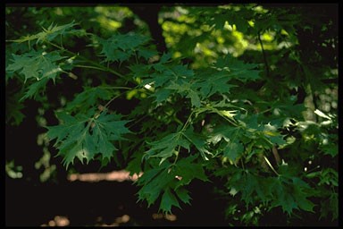 Acer platanoides 'Palmatifidum