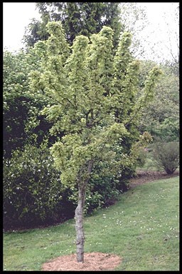 Acer pseudopl. 'Erectum'