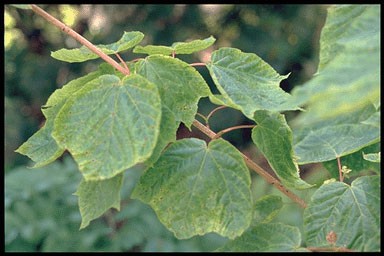 Acer pseudopl. 'Erythrocarpum'