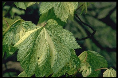 Acer pseudopl. 'Leopoldii'