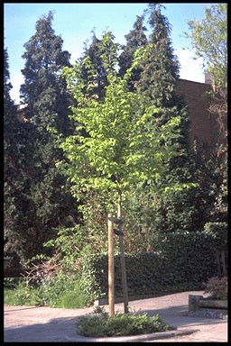 Carpinus betulus 'Purpurea'
