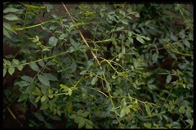 Fraxinus exc. 'Aurea Pendula'