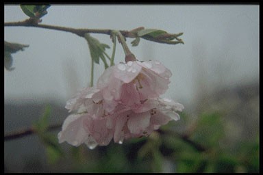Prunus subhirt. 'Autumn. Rosea'