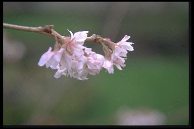 Prunus subhirt. 'Autumnalis'