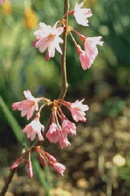 Prunus subhirt. 'Fukubana'
