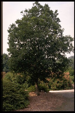 Quercus turneri 'Pseudoturneri