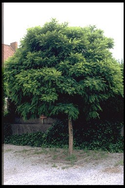 Robinia pseudoac. 'Umbraculifera'