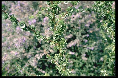 Salix babylonica 'Crispa'