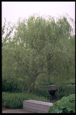 Salix sepulcralis 'Tristis'