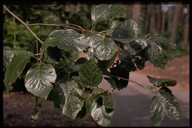 Sorbus devoniensis 'Theophrast