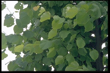 Tilia vulgaris 'Pallida'