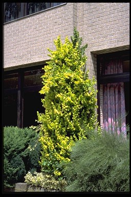 Ulmus carpinifolia 'Wredei'