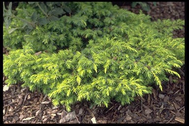 Juniperus communis 'Depressa Aure