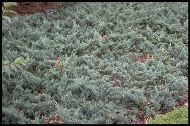 Juniperus horizontalis 'Douglasii