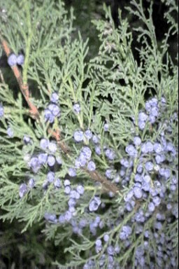 Juniperus media 'Pfitzeriana Glauca'