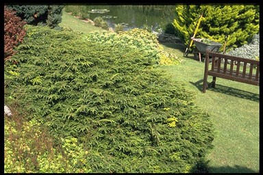 Juniperus sabina 'Tamariscifol