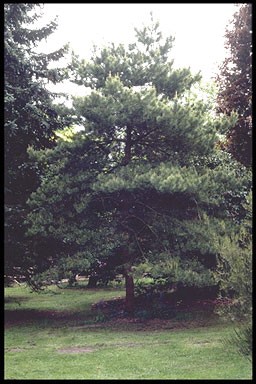 Pinus sylvestris 'Aurea'