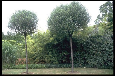 Prunus fruticosa globosa