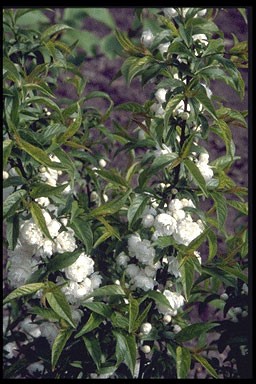 Prunus glandulosa 'Alboplena'