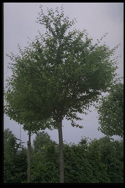 Prunus gondouinii 'Schnee'