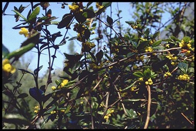 Berberis wilsoniae