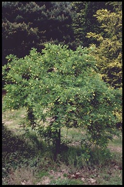 Caragana arborescens 'Pendula'
