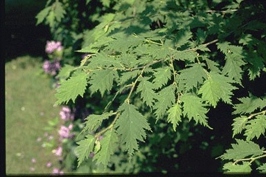 Corylus avellana 'Heterophylla