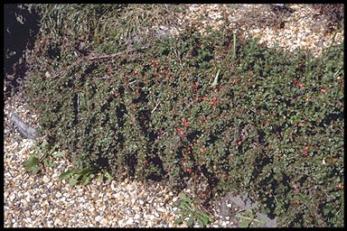 Cotoneaster microphylla 'Streib's Findling'