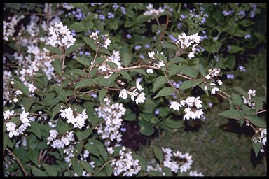 Deutzia rosea 'Campanulata