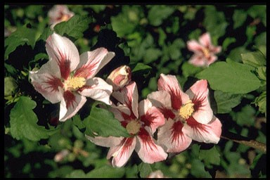 Hibiscus syriac. 'Hamabo'